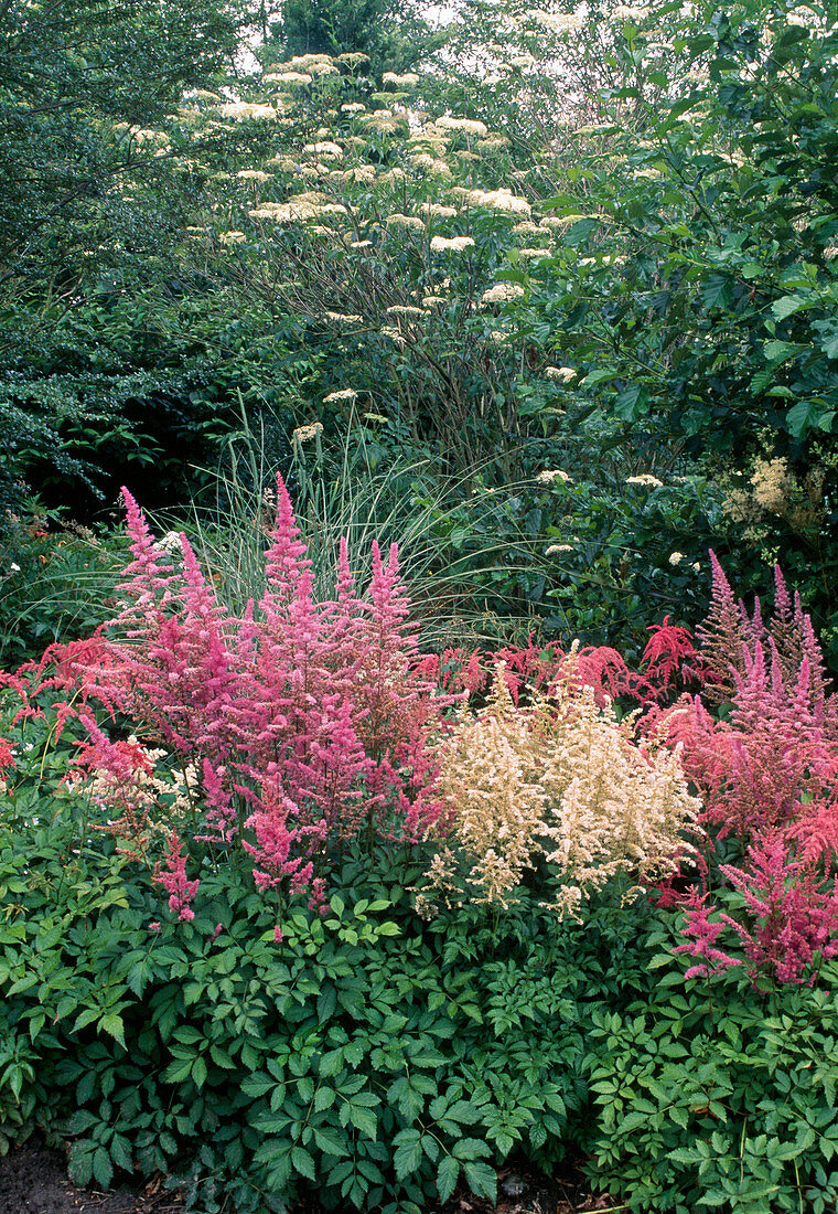 Astilbe 'Amethyst', 'Germany'