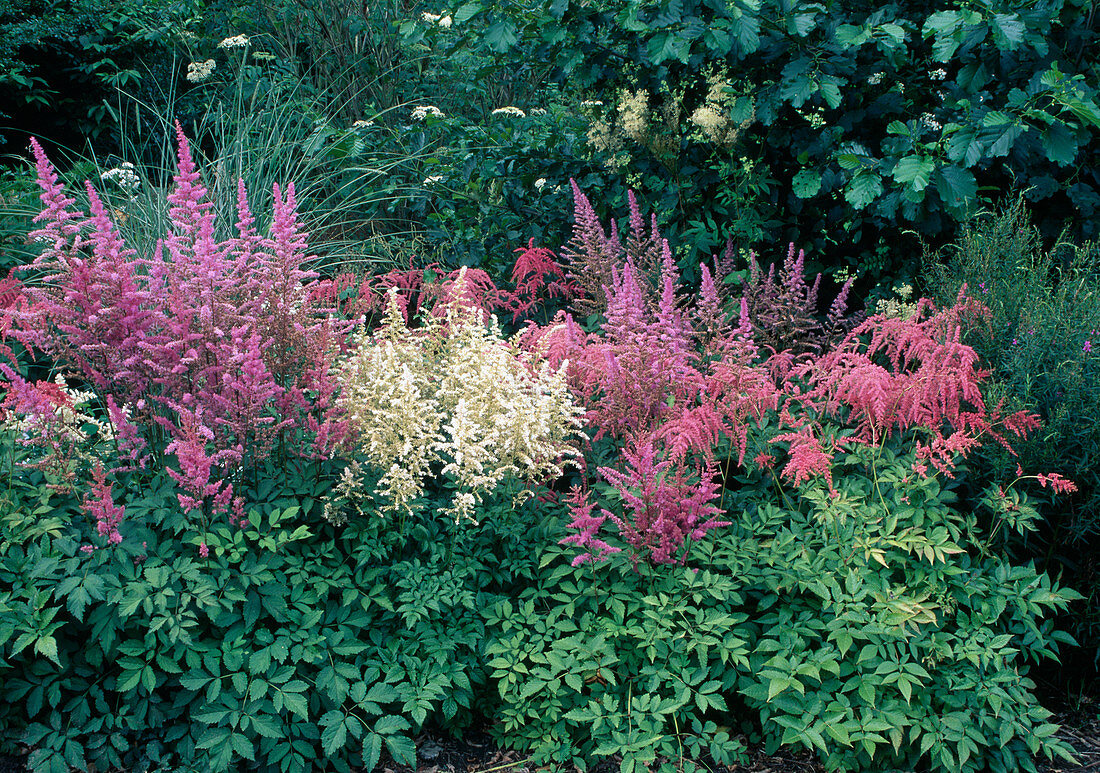 Astilbe 'Amethyst', 'Germany', 'Betsy Cuperus' (narcissus)