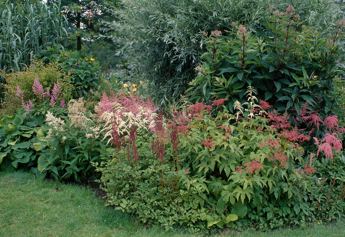 Purpur-Mädesüß (Filipendula purpurea), Prachtspiere (Astilbe), Wasserdost (Eupatorium), Weide (Salix alba) 'Argentea'