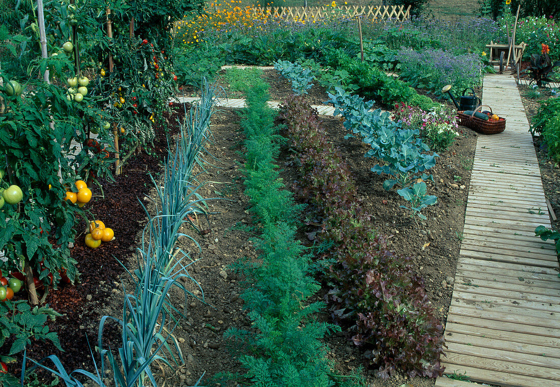 Development of a vegetable garden, August