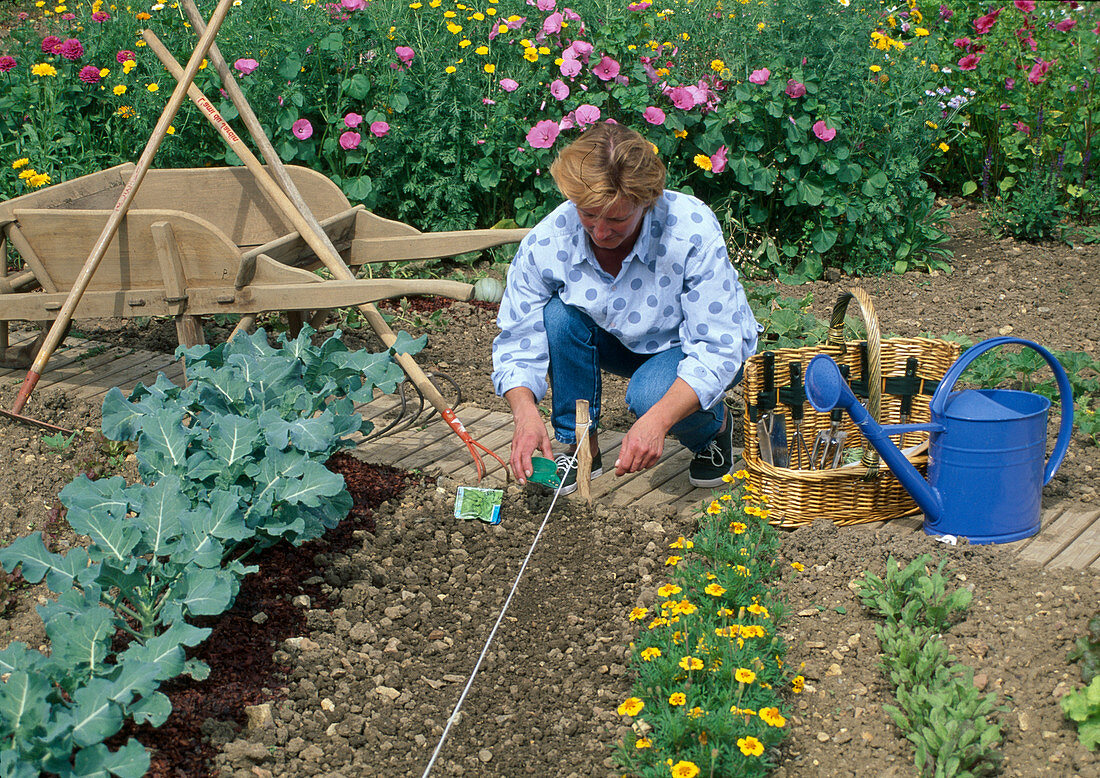 Sowing Step 4: Sow along the string, broccoli (Brassica), marigolds (Tagetes) and beetroot (Beta vulgaris) as partners, wheelbarrow, basket, watering can