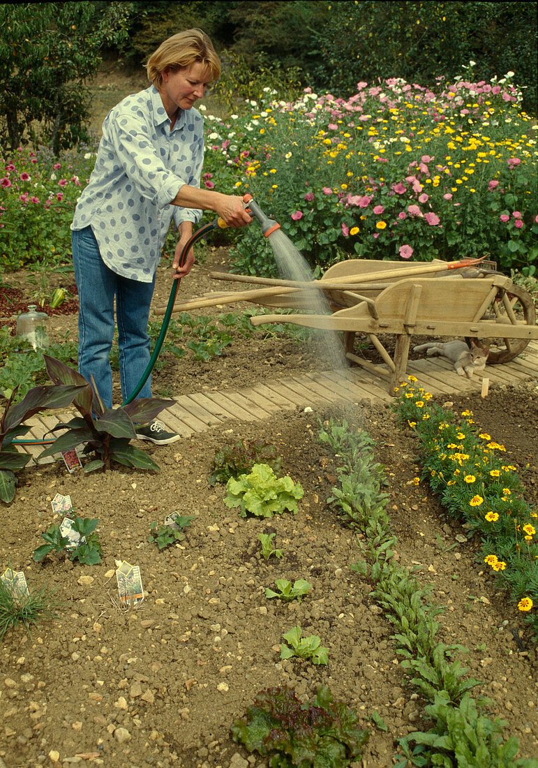 Woman watering vegetable garden with hand shower, cat lying in the shade under wheelbarrow, bed of colourful summer flowers in the back