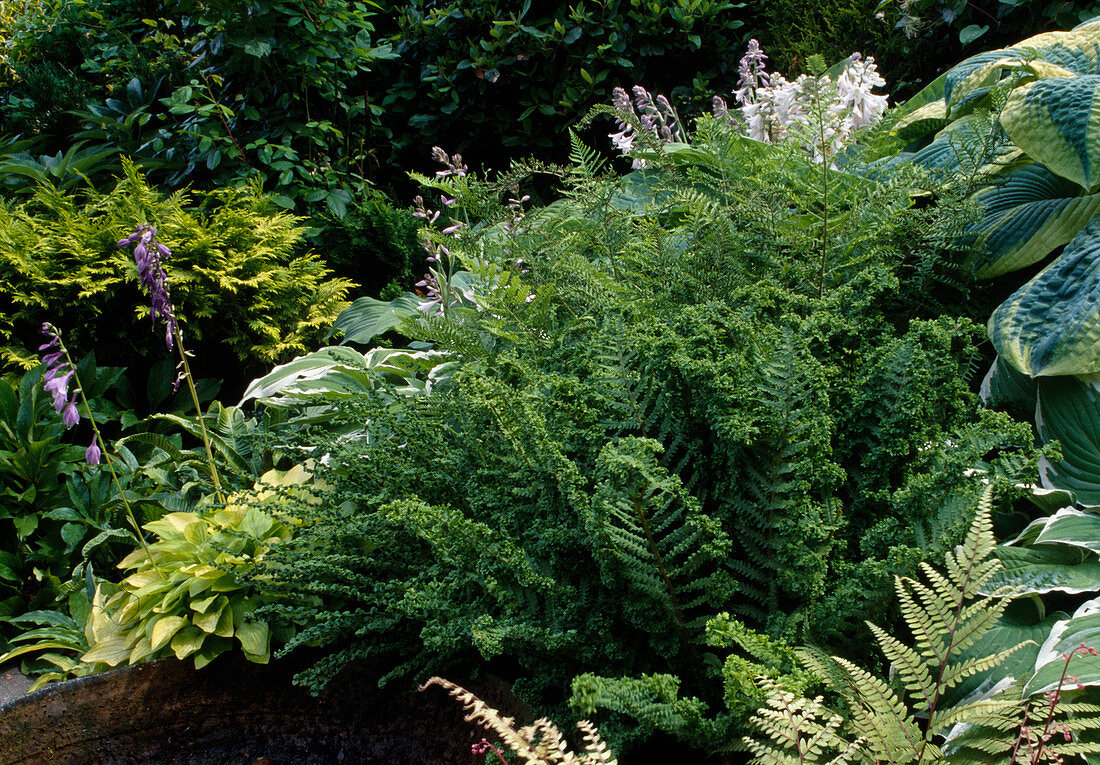 Shade border: Dryopteris filix-mas 'Crispa Cristata' (Curly Worm Fern) and Hosta (Funkia)