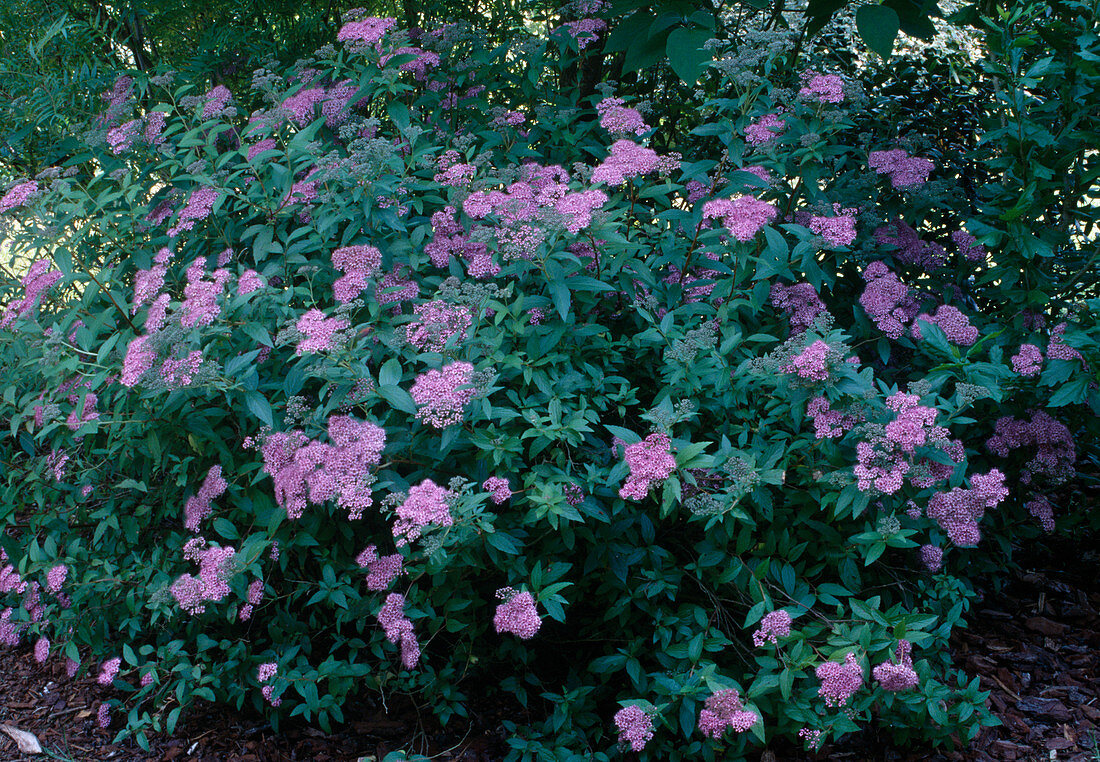 Spiraea japonica 'Anthony Waterer' (Red summer lime)