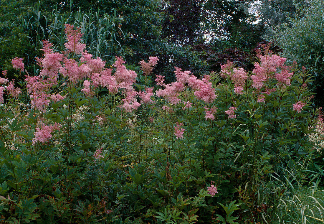 Filipendula rubra 'Venusta' (Rosa Spierstaude)