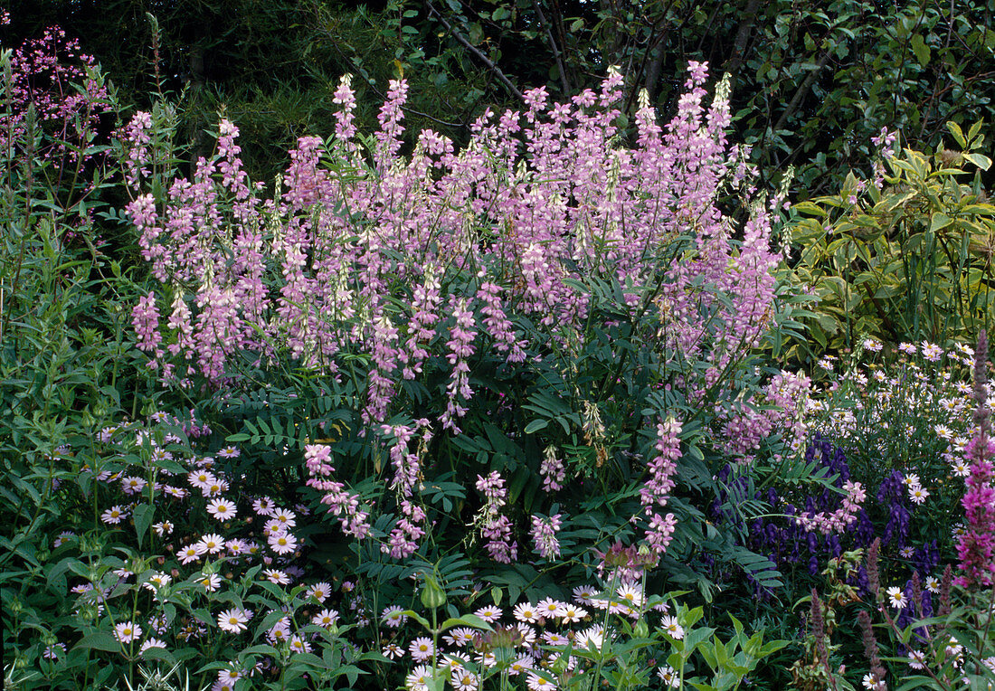 Galega x hartlandii 'Lady Wilson' (Geissraute)