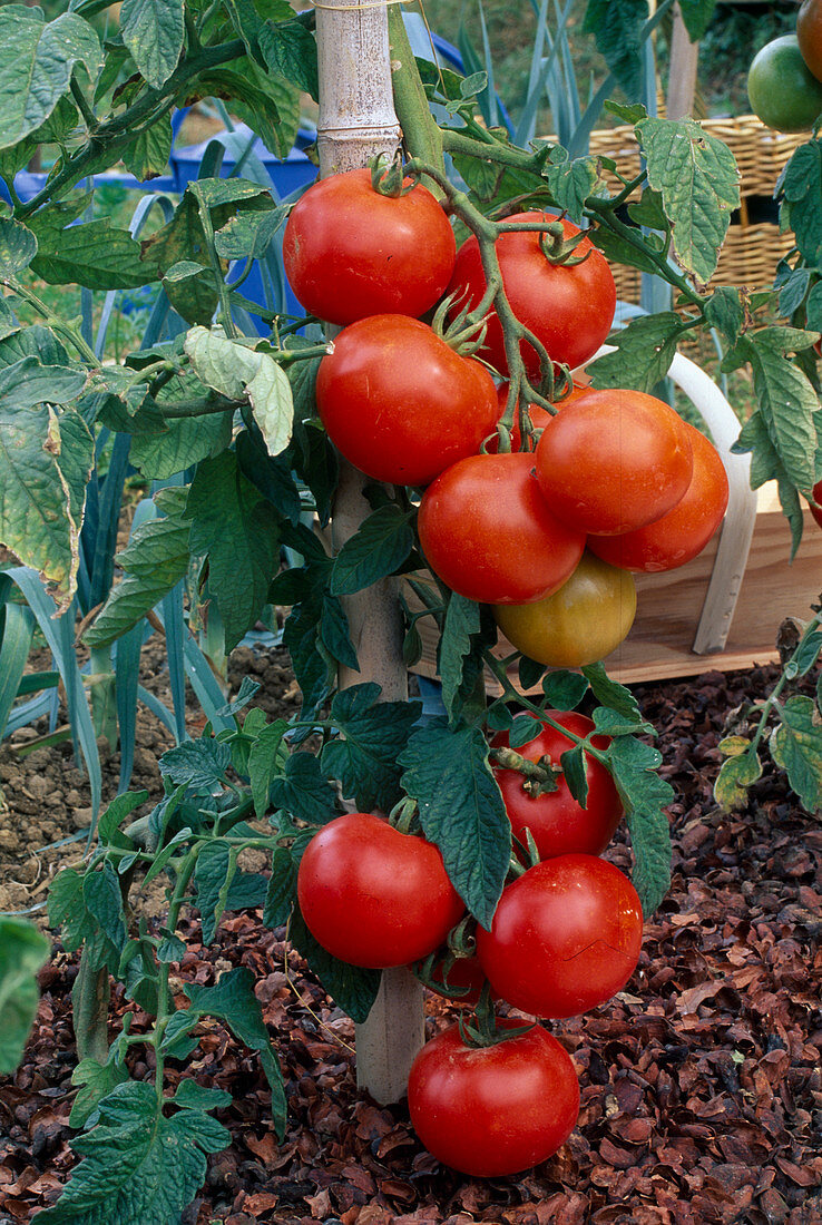 Tomato 'Vitador' (Lycopersicon), aromatic vine tomato