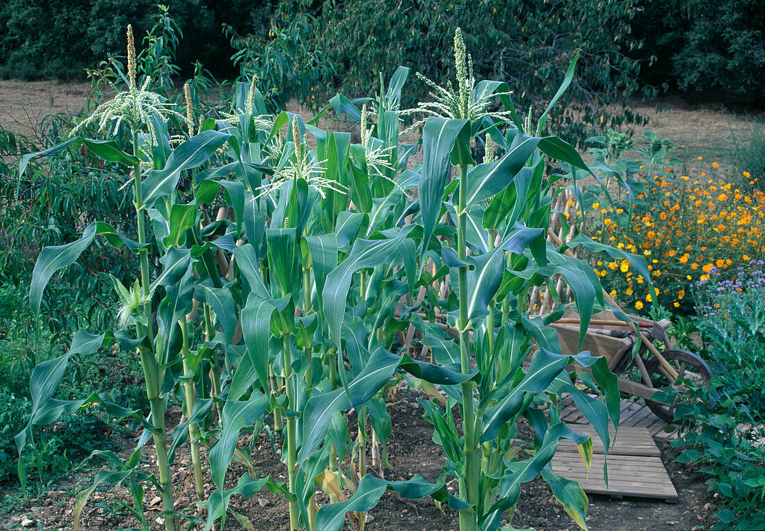 Bed with sweet corn in a cottage garden