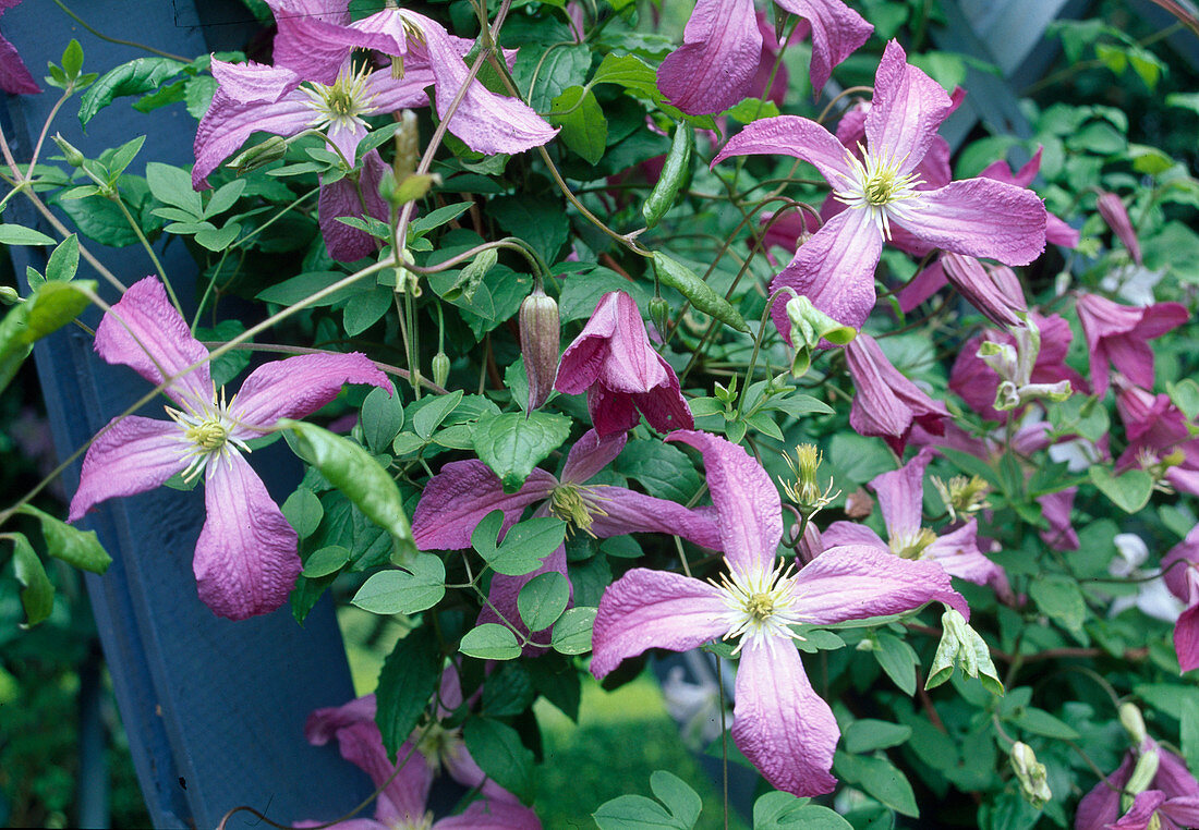 Clematis viticella (Italienische Waldrebe)