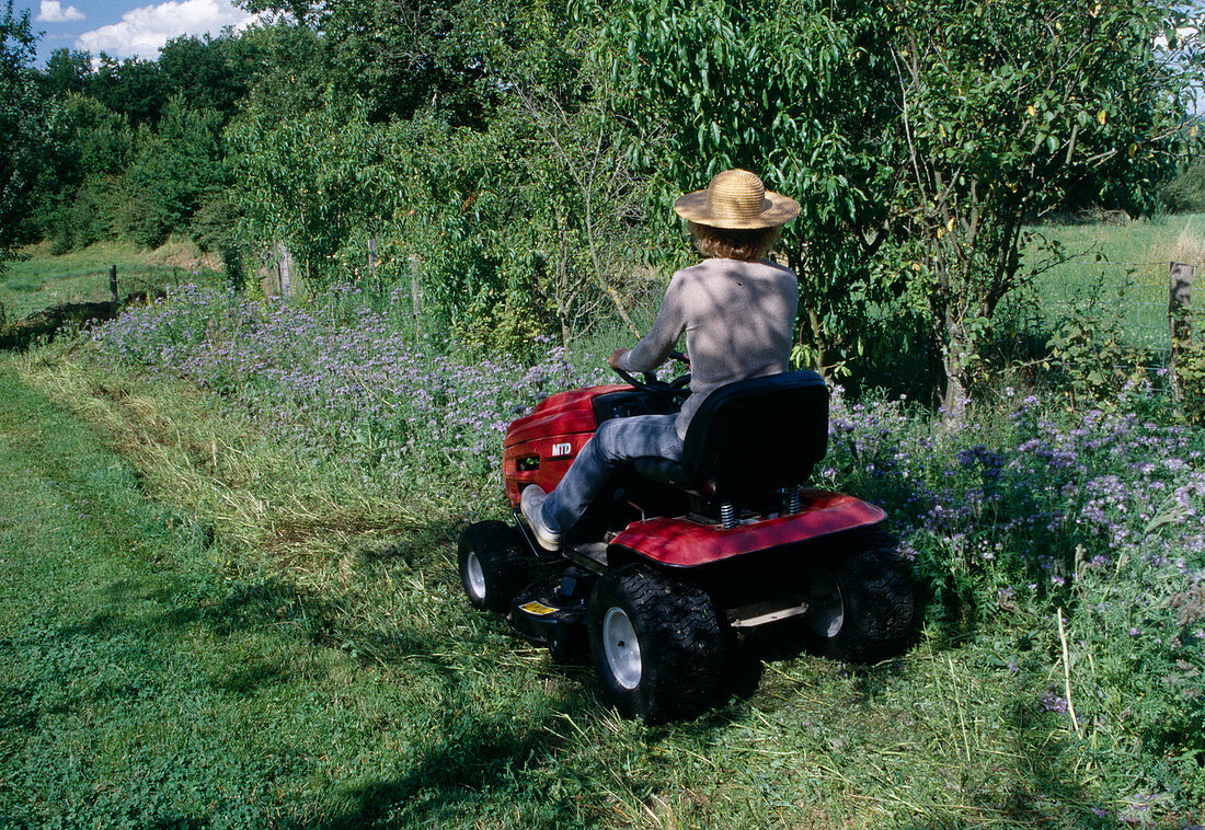 Mowing down green manure Phacelia (bee pasture)