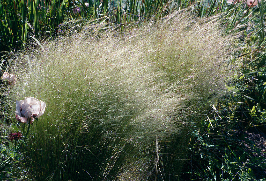 Stipa tenuifolia (feather grass, heron feather grass, hair grass)