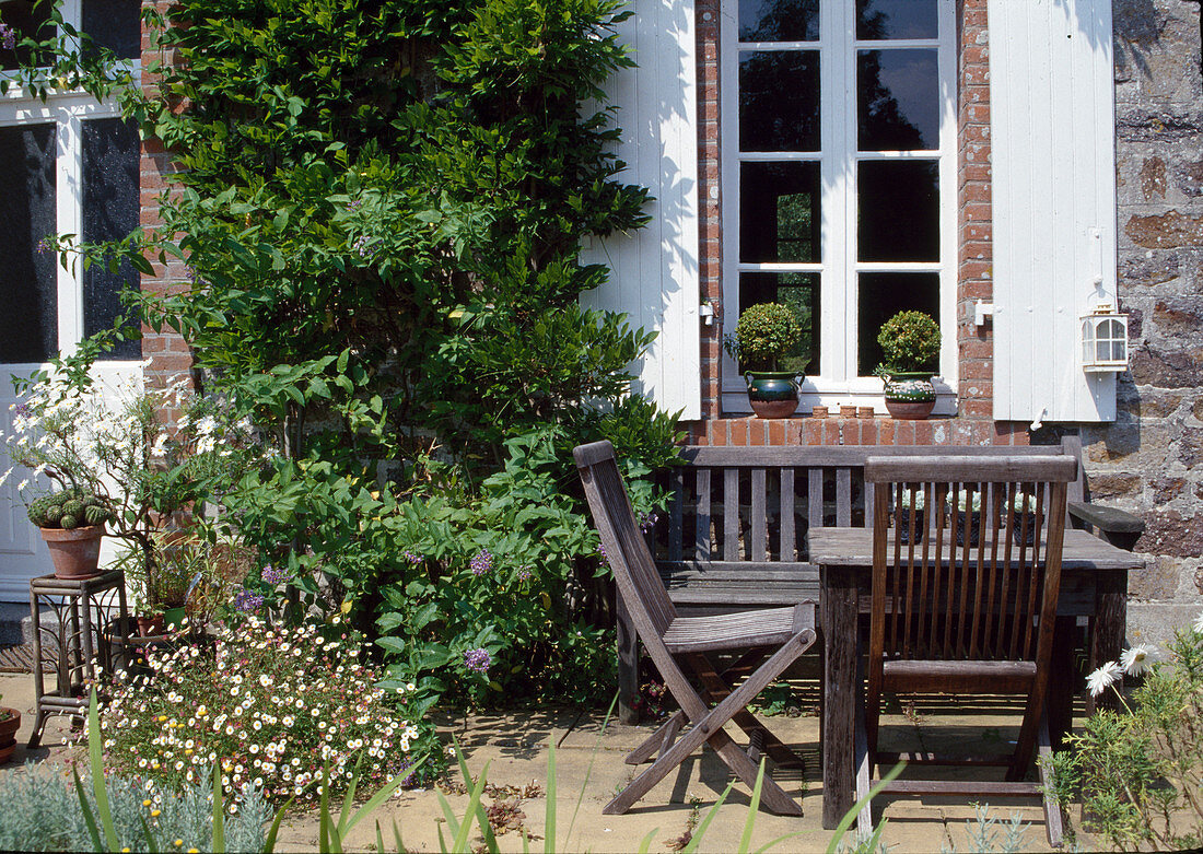 Wisteria (blue vine) and Solanum dulcamara (bittersweet nightshade) at the house, Erigeron karvinskianus (Spanish daisy) in a pot, wooden seating area