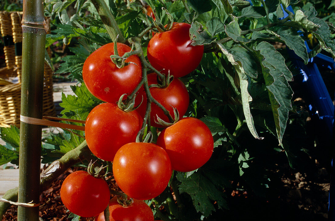 Tomato 'Vitador' (Lycopersicon), aromatic vine tomato