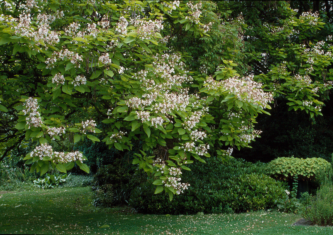 Catalpa bignoides (Trompetenbaum)