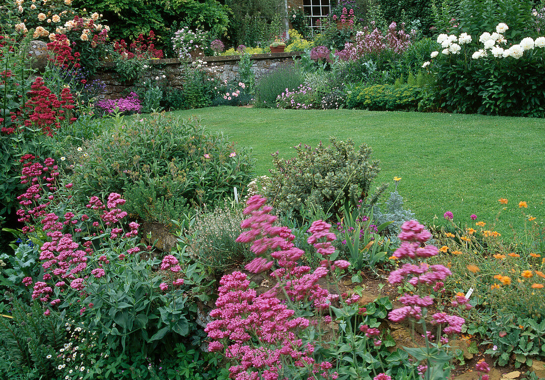 Flowering perennial beds and lawn: Centranthus ruber (spur flowers), Paeonia (peonies), Rosa (roses) on wall