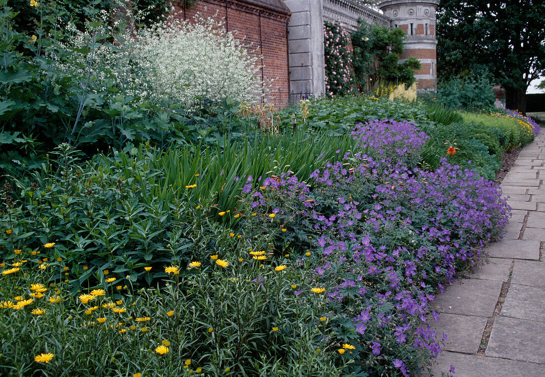 Herbaceous border with geranium (cranesbill), Inula ensifolia (dwarf atlant), Crambe cordifolia (giant baby's breath, sea cabbage)