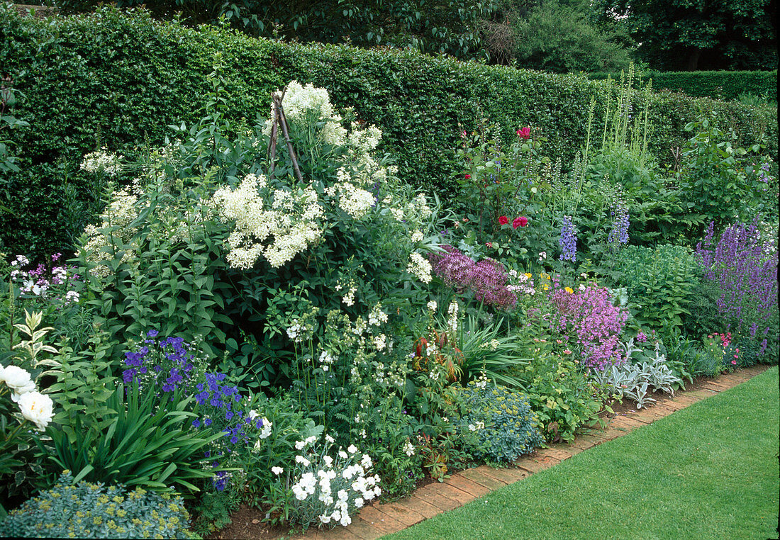 Blumenbeet - Clematis recta (Staudige Waldrebe), Delphinium (Rittersporn), Dianthus (Nelken), Polemonium 'Album' (Jakobsleiter), Allium (Zierlauch), Rosa (Rose), Sommerbeet vor Hecke mit Einfassung aus Klinker