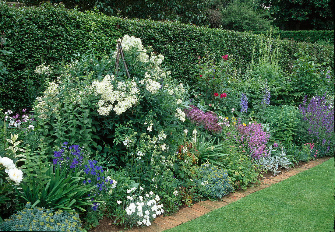Flower bed - Clematis recta, Delphinium, Dianthus, Polemonium 'Album', Allium, Rosa, Summer bed in front of hedge with clinker border