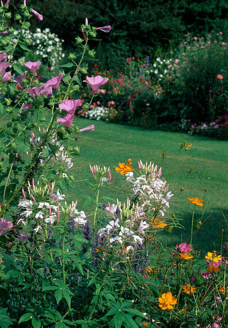 Cleome spinosa (Spinnenpflanze), Malva trimestris (Bechermalve), Cosmos sulphureus (Schmuckkörbchen)