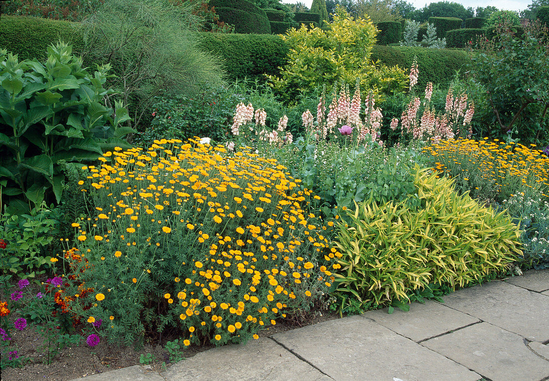 Anthemis tinctoria (Färberkamille), Pleioblastus virdistriatus (Gelbbunter Bambus), Digitalis purpurea 'Sutton's Apricot' (Fingerhut)