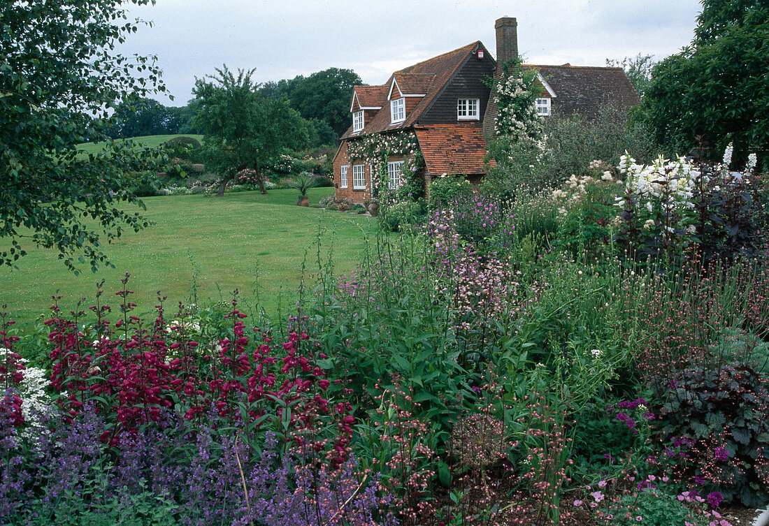 Flowering bed with Penstemon, Nepeta, Heuchera, lawn, view of house with Rosa on the house wall and on the fireplace