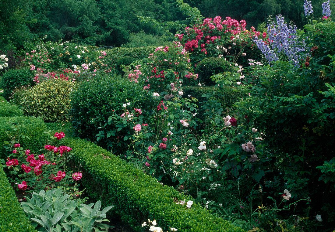 Rosengarten mit Beetrosen, Strauchrosen und Kletterrosen, abgeteilt mit Hecken aus Buxus (Buchs), Delphinium (Rittersporn), Stachys (Wollziest)