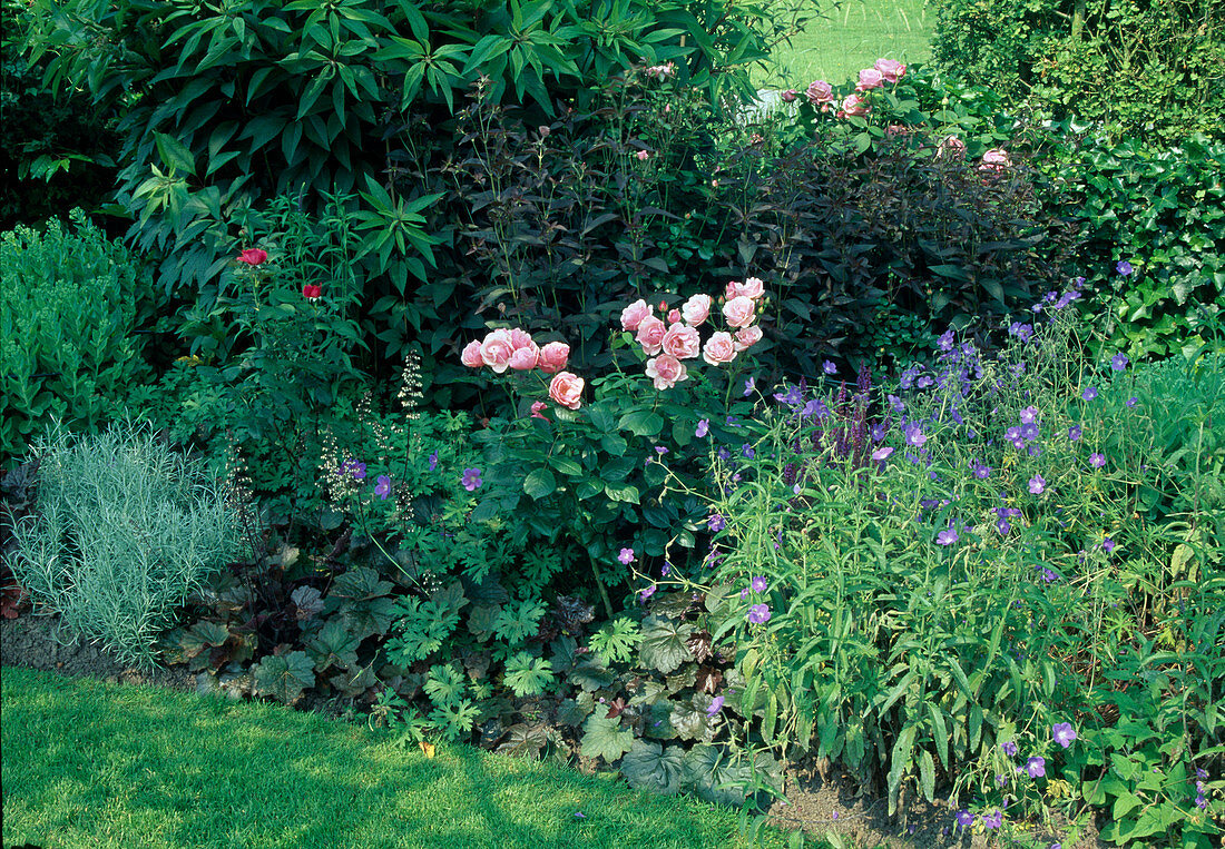 Rosa centifolia muscosa 'Jeanne de Montfort' (Moosrose, Kletterrose), einmalblühend mit gutem Duft, Geranium (Storchschnabel), Heuchera (Purpurglöckchen)