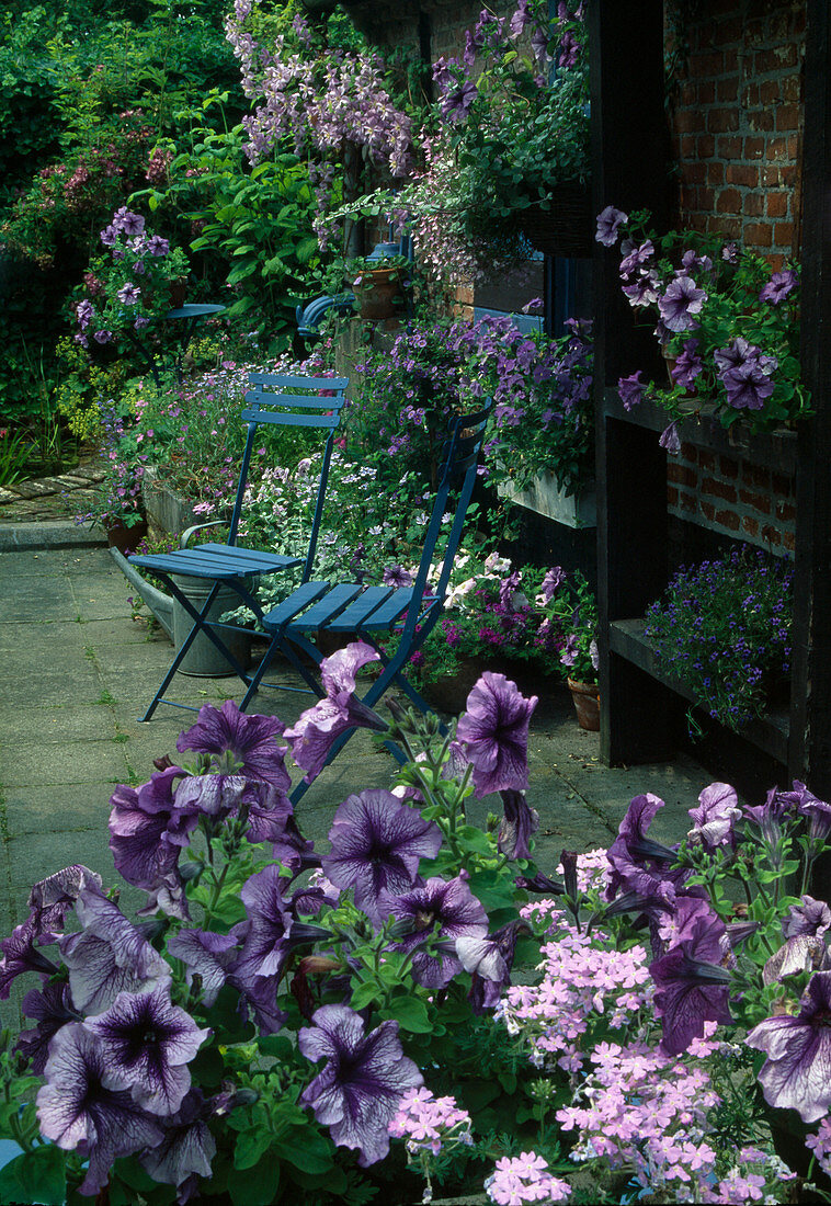 Blaue Terrasse mit Petunia 'Blue Daddy' (Petunien) und blauen Stühlen