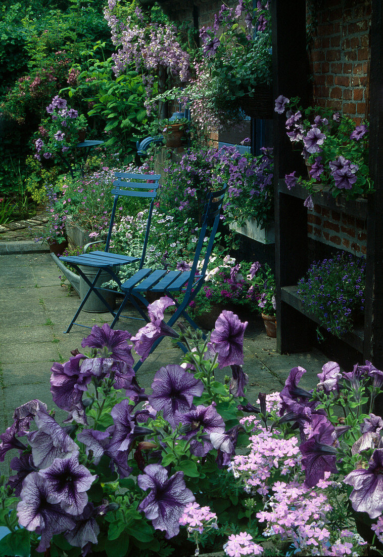 Blue terrace with Petunia 'Blue Daddy' (petunias) and blue chairs