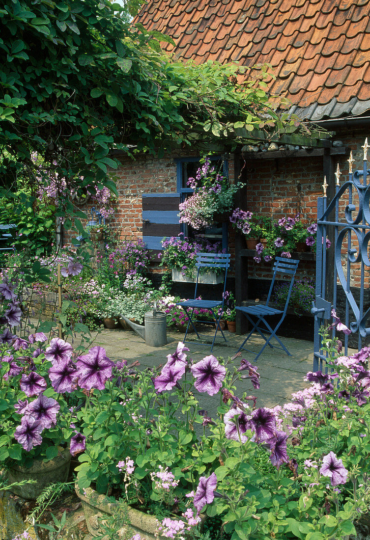 Blue terrace with Petunia 'Blue Daddy' (petunias), blue chairs and pergola overgrown with Akebia quinata (climbing cucumber)