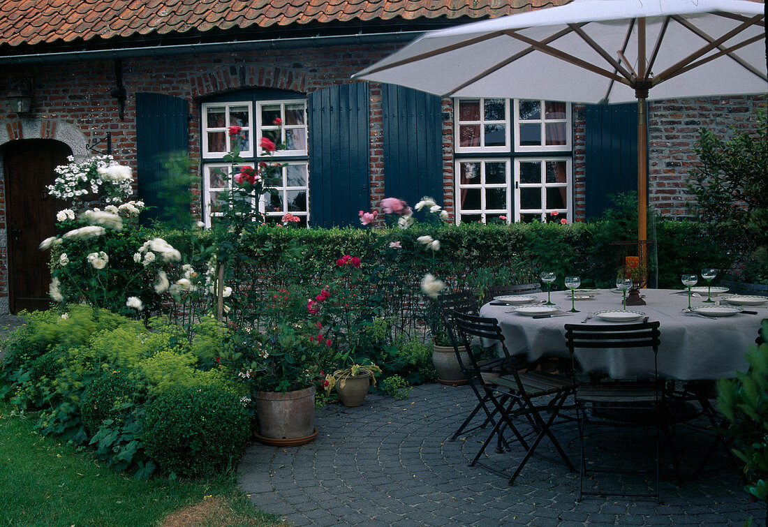 Set table on terrace under parasol, bed with Rosa (roses), Buxus (boxwood) and Alchemilla (lady's mantle)