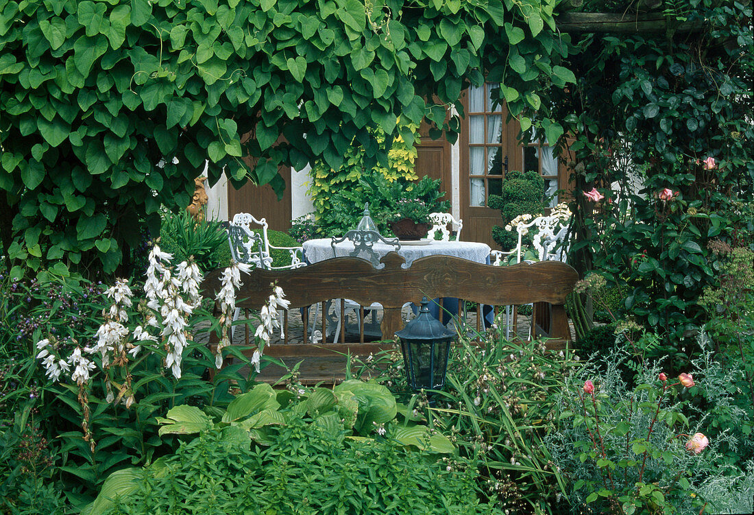 Holzbank unter Pergola mit Aristolochia macrophylla (Pfeifenwinde, Osterluzei), Beet mit Campanula (Glockenblumen), Hosta (Funkien) und Rosa (Rosen), Blick auf Terrasse mit Sitzgruppe