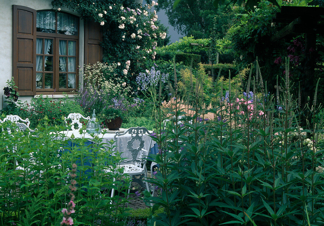 Blick über üppiges Terrassenbeet: Veronicastrum virginicum (Kandelaber Ehrenpreis), Astilbe (Prachtspiere), Rosa (Rosen), Kletterrose am Haus, weiße Sitzgruppe