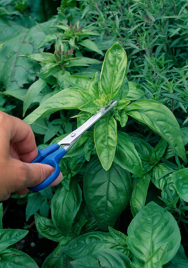 Remove flower sprouts of basil 'Big Green Genoveser' (Ocimum basilicum) with scissors