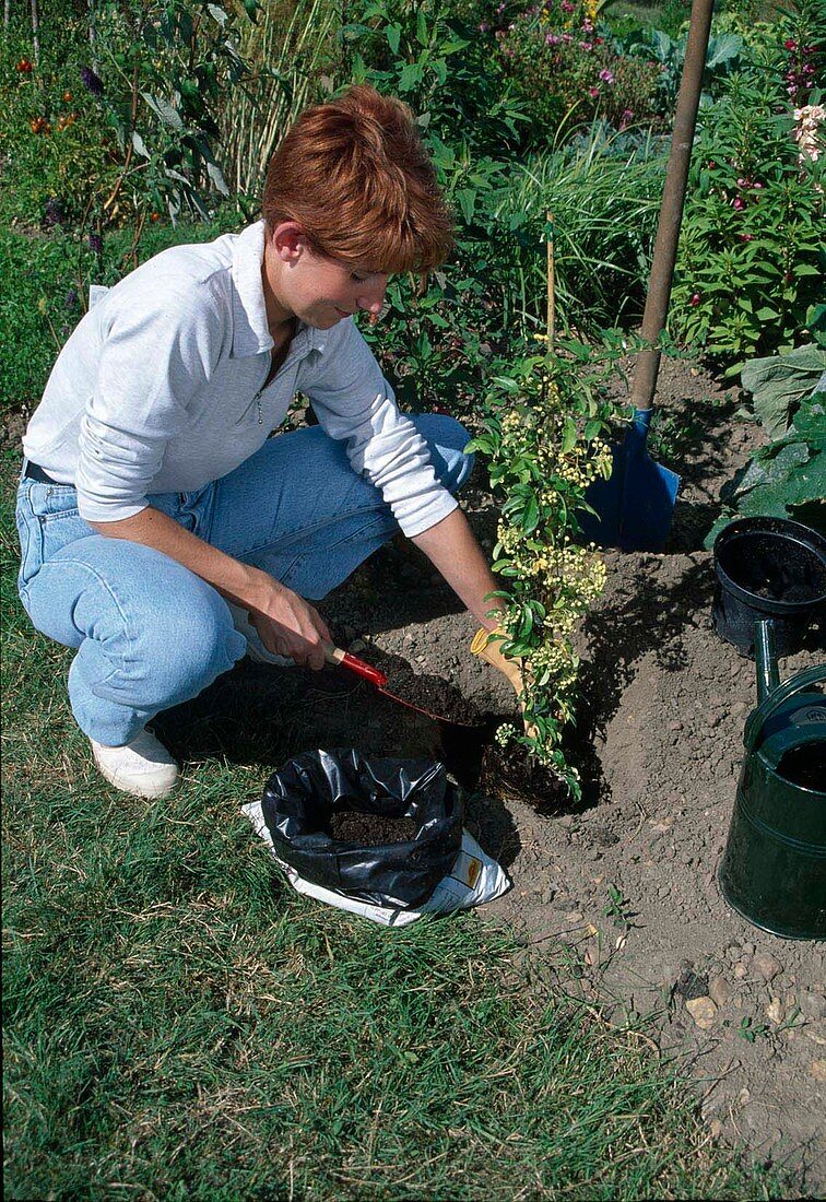 Planting woody plants 