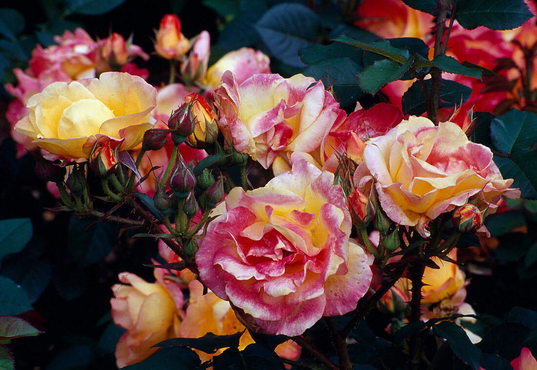 Rosa 'Bernadette Chirac' (Strauchrose) öfterblühend