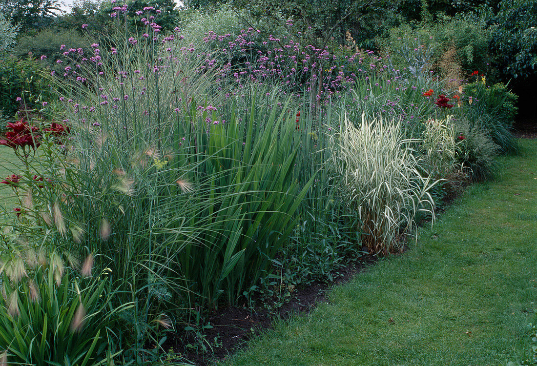 Grassberry Hordeum jubatum, Verbena bonariensis, Phalaris, Lilium