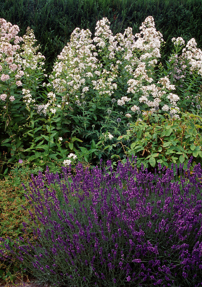 Lavandula (lavender), Echinops ritro (globe thistle), Campanula lactiflora (cone bellflower)