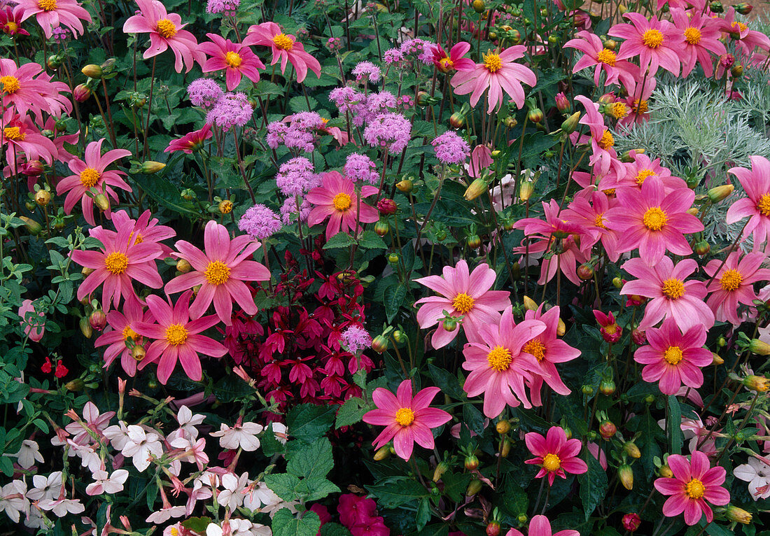 Dahlia (Dahlien), Ageratum (Leberbalsam), Nicotiana (Ziertabak) und Lobelia (Staudenmännertreu)