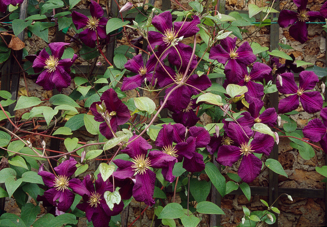 Clematis viticella 'Etoile Violette' (Waldrebe)