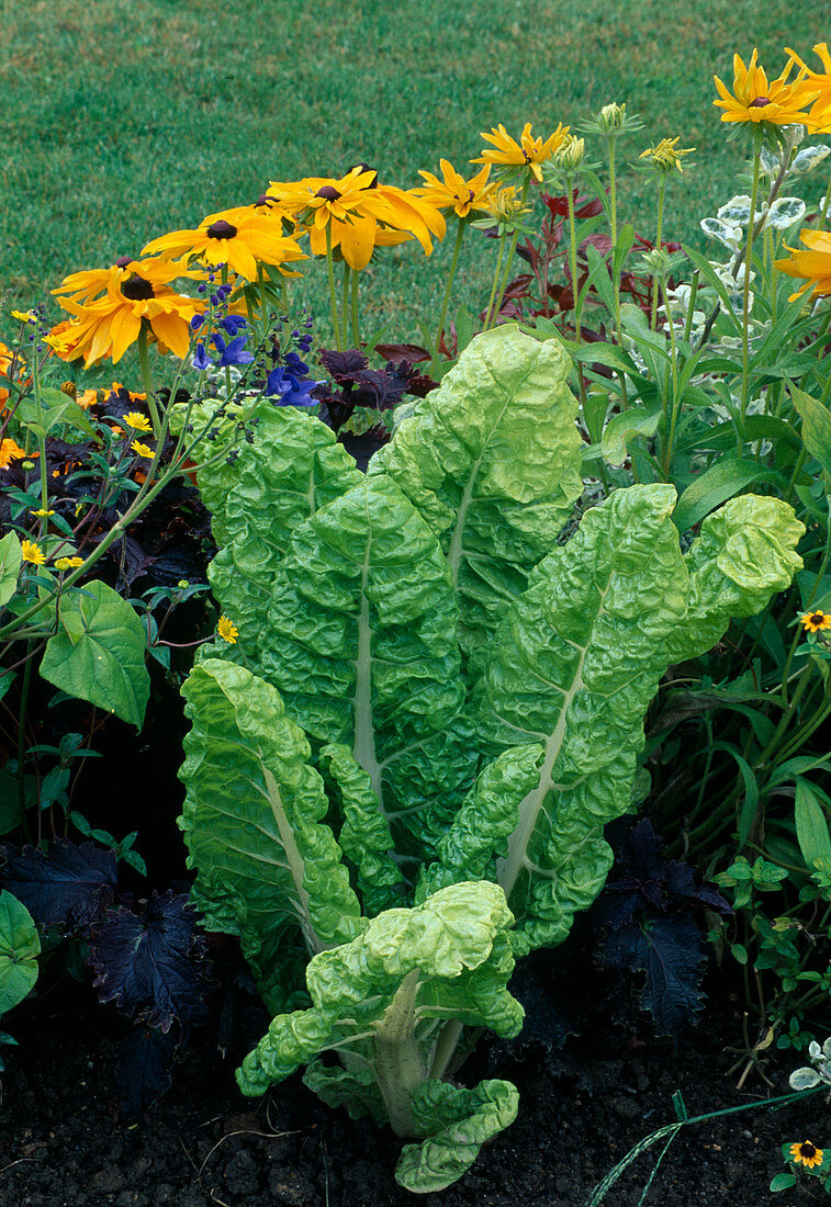 Chard (Beta vulgaris), Rudbeckia hirta (coneflower)