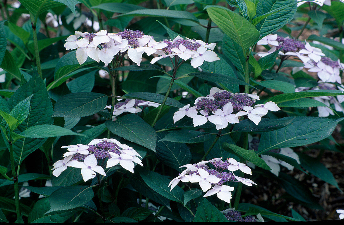 Hydrangea macrophylla 'Veitchii'