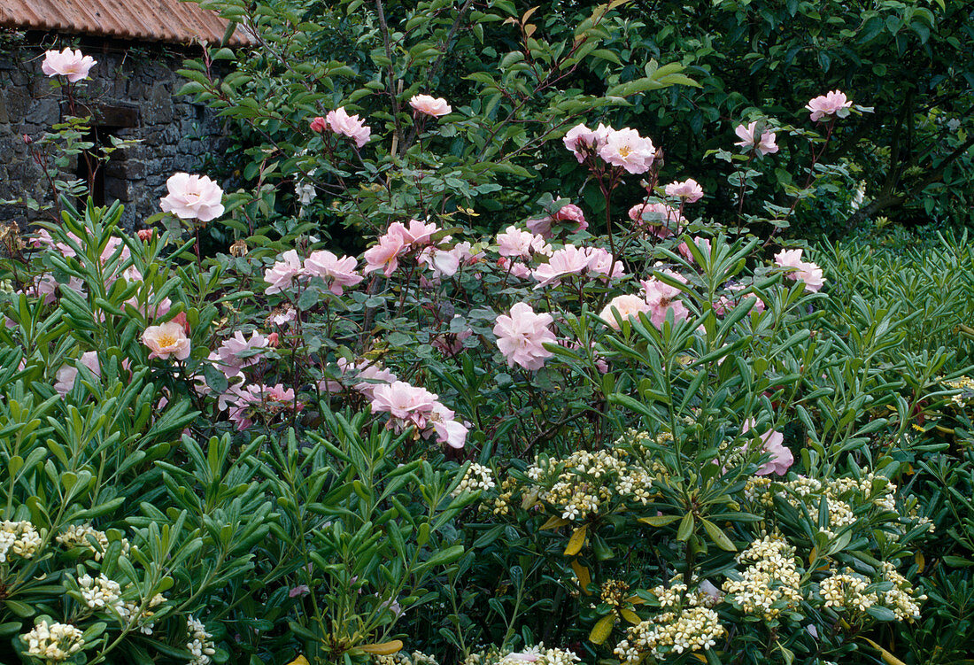 Rosa 'The Queen Elizabeth Rose', Beetrose, öfterblühend, angenehmer Duft, Pittosporum 'Tobira' (Klebsame)