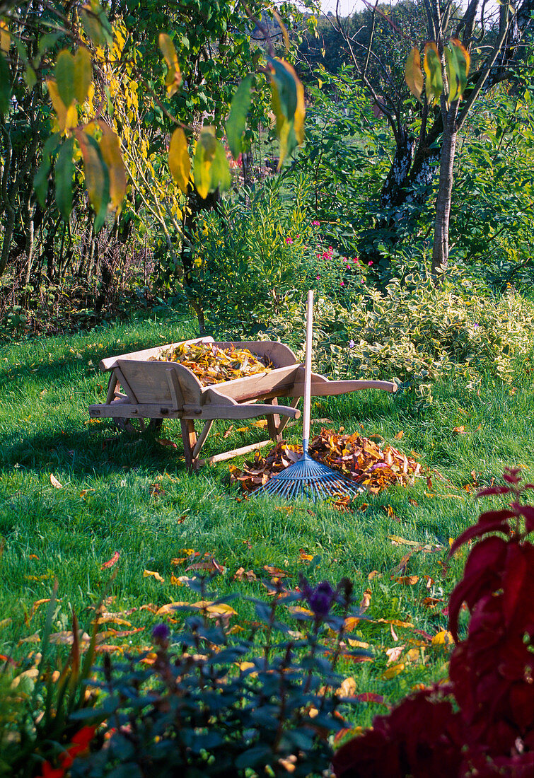 Raking leaves, wooden wheelbarrow, leaf rake