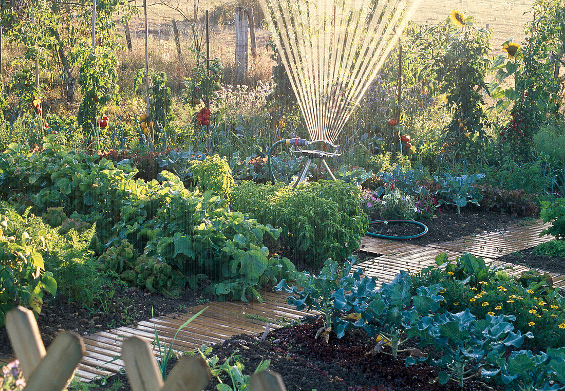 Vegetable garden watered with sprinklers