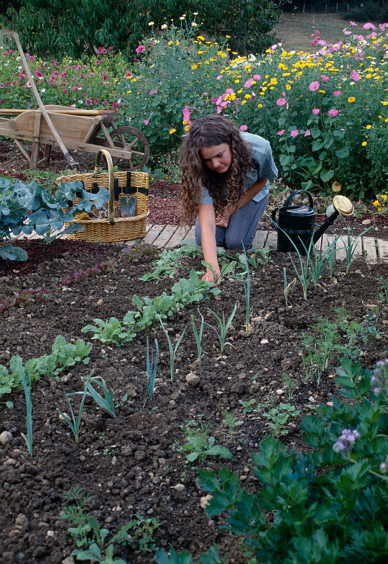 Thin out radish (Raphanus), back bed with summer flowers, wheelbarrow, watering can, basket with small tools