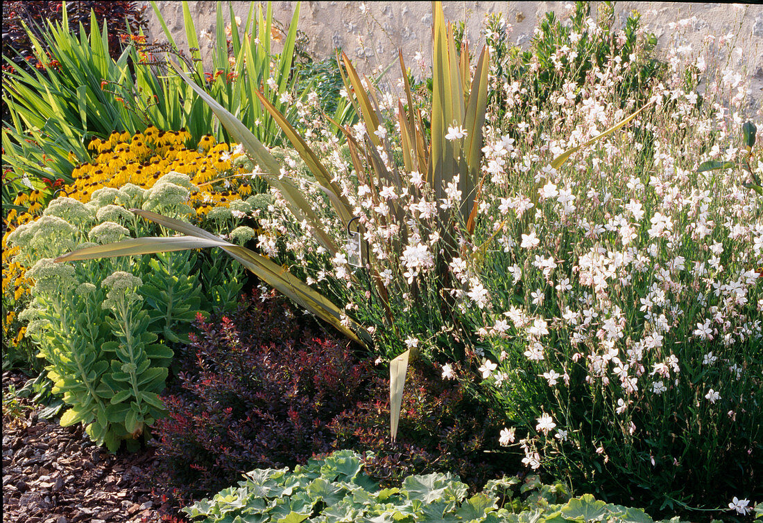 Gaura lindheimeri, Phormium (New Zealand flax), Berberis (dwarf barberry), Sedum telephium (stonecrop) and Rudbeckia (coneflower)