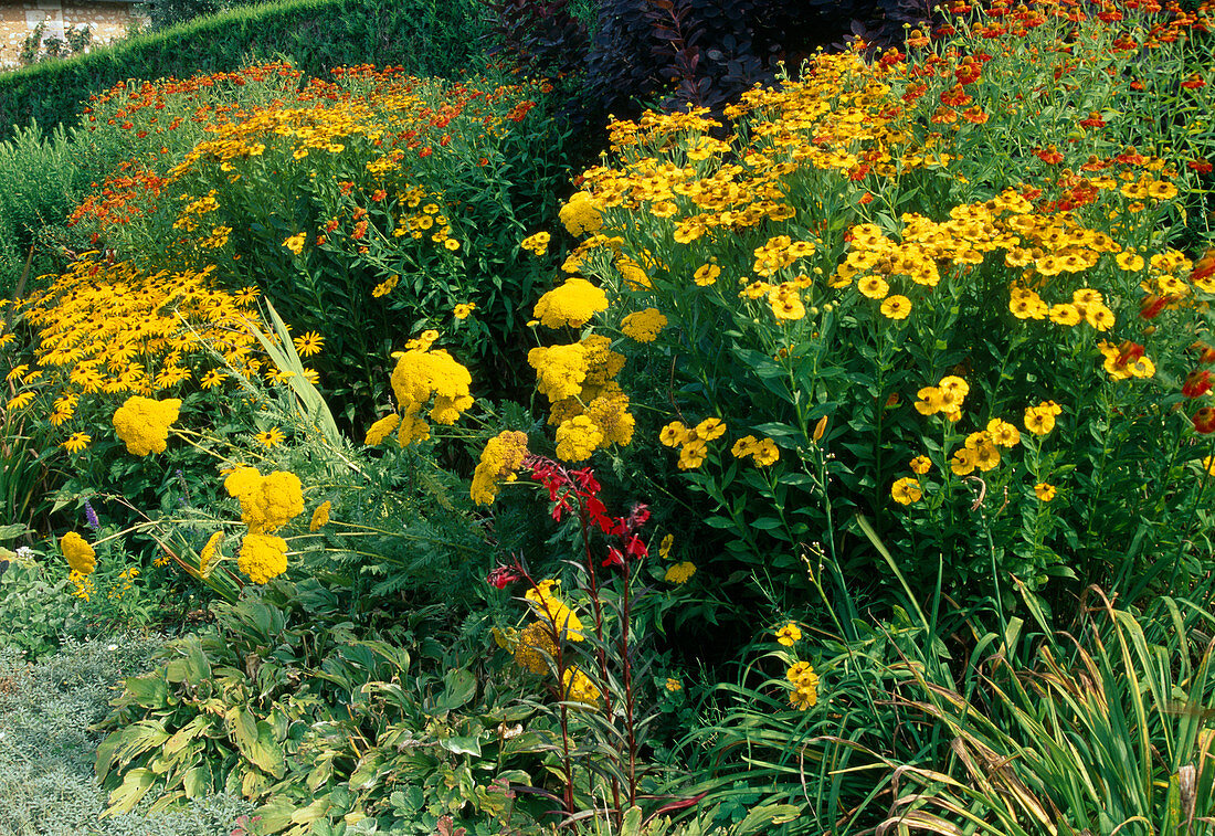 Achillea 'Gold Plate', Helenium, Rudbeckia