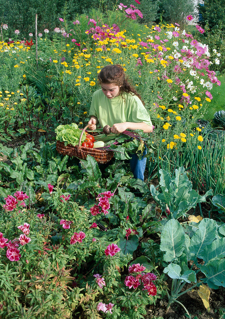 Woman harvesting vegetables, bed between Godetia (summer azalea), Anthemis (dyer's chamomile), Cosmos (jewel basket) and Dahlia (dahlias)