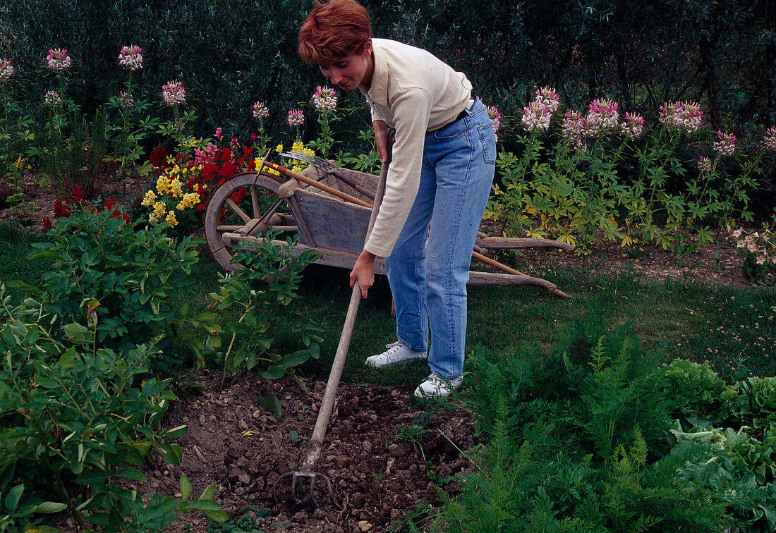 Soil loosening with rake, wooden wheelbarrow, garden tools, summer flowers, vegetable beds